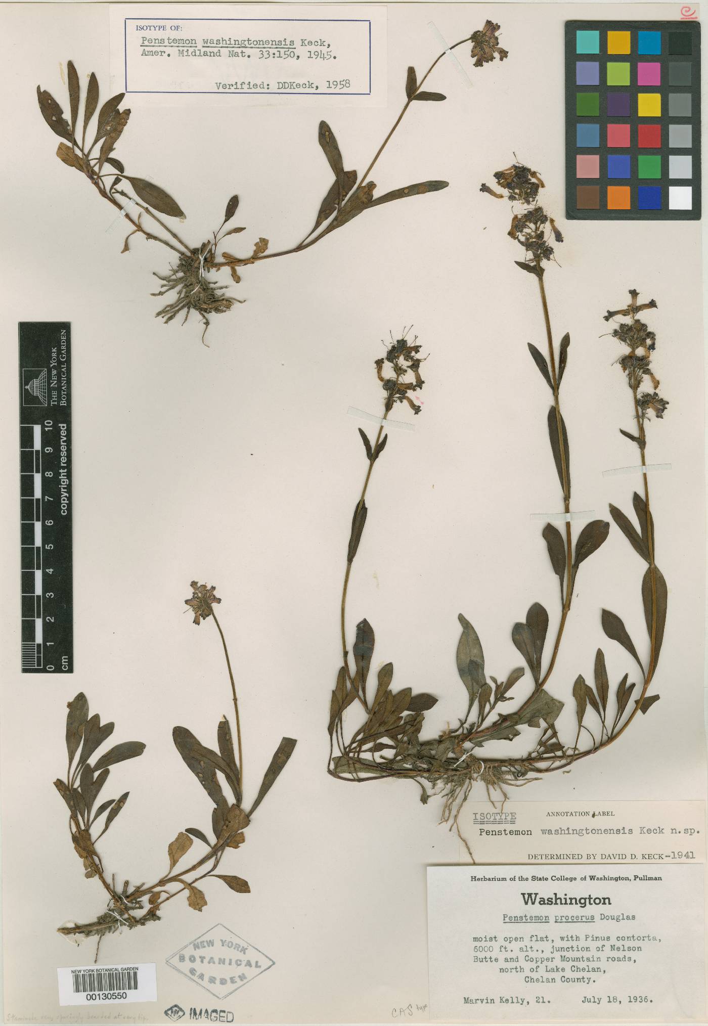 Penstemon washingtonensis image