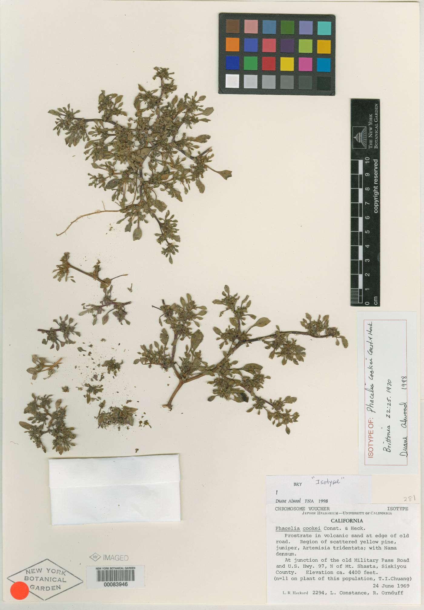 Phacelia cookei image