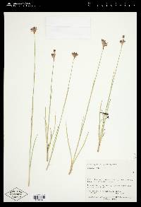 Juncus longistylis image