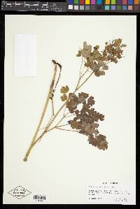 Thalictrum occidentale image