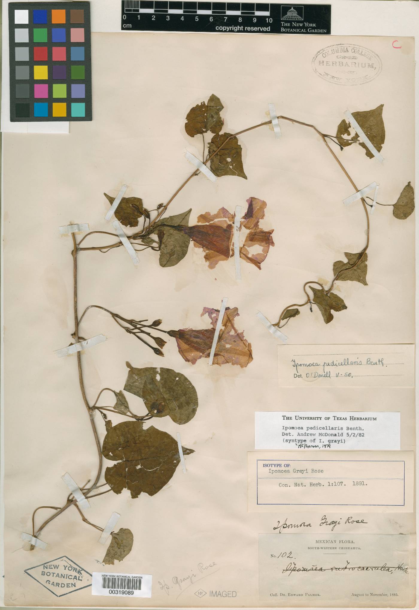 Ipomoea grayi image
