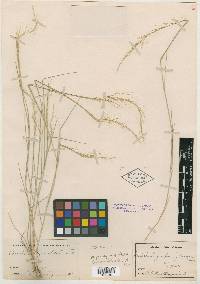 Muhlenbergia spiciformis image