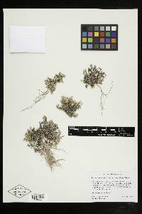 Sabulina macrantha var. filiorum image