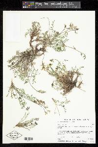 Astragalus salmonis image