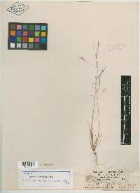 Agrostis oreophila image