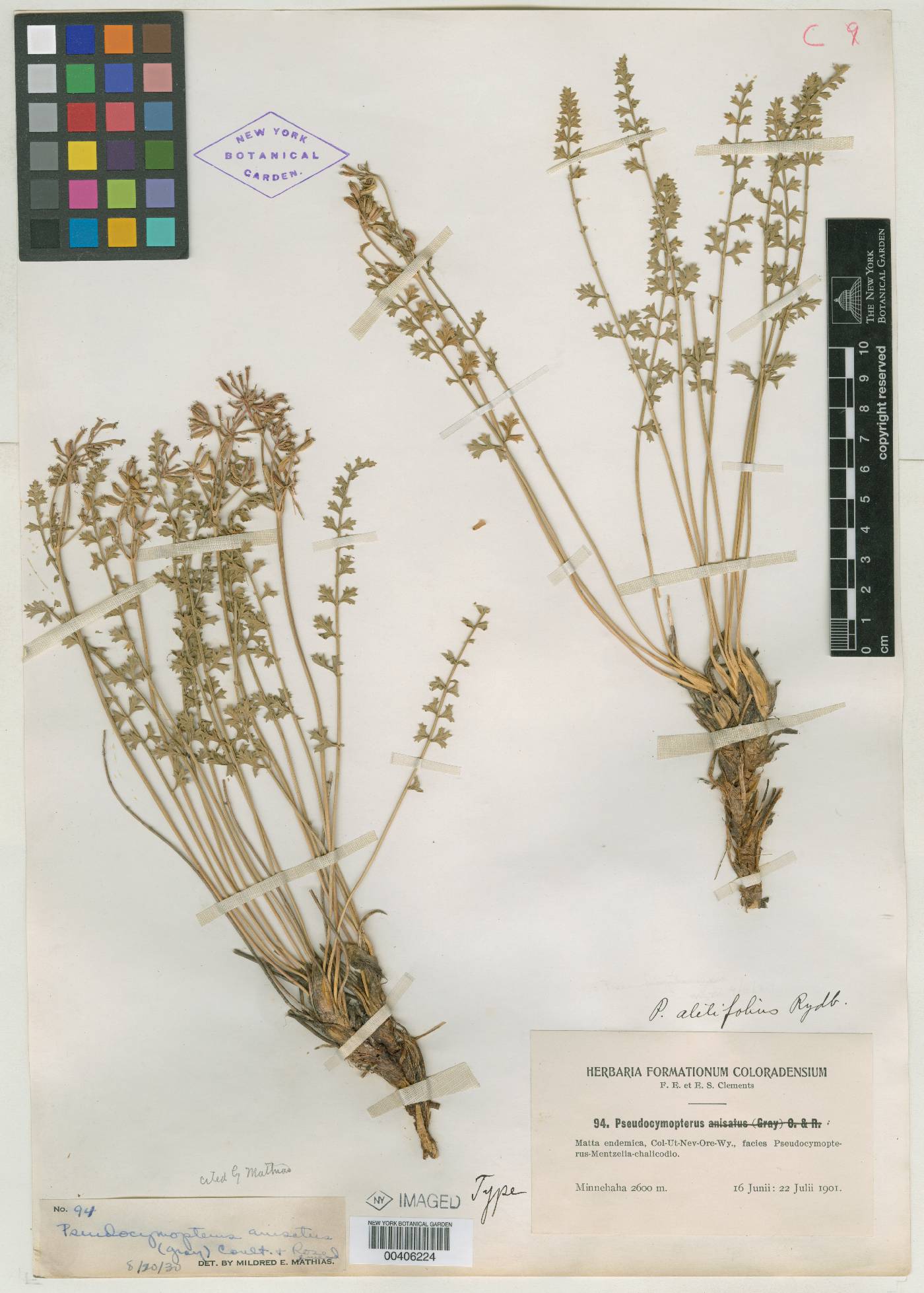 Pseudocymopterus aletifolius image