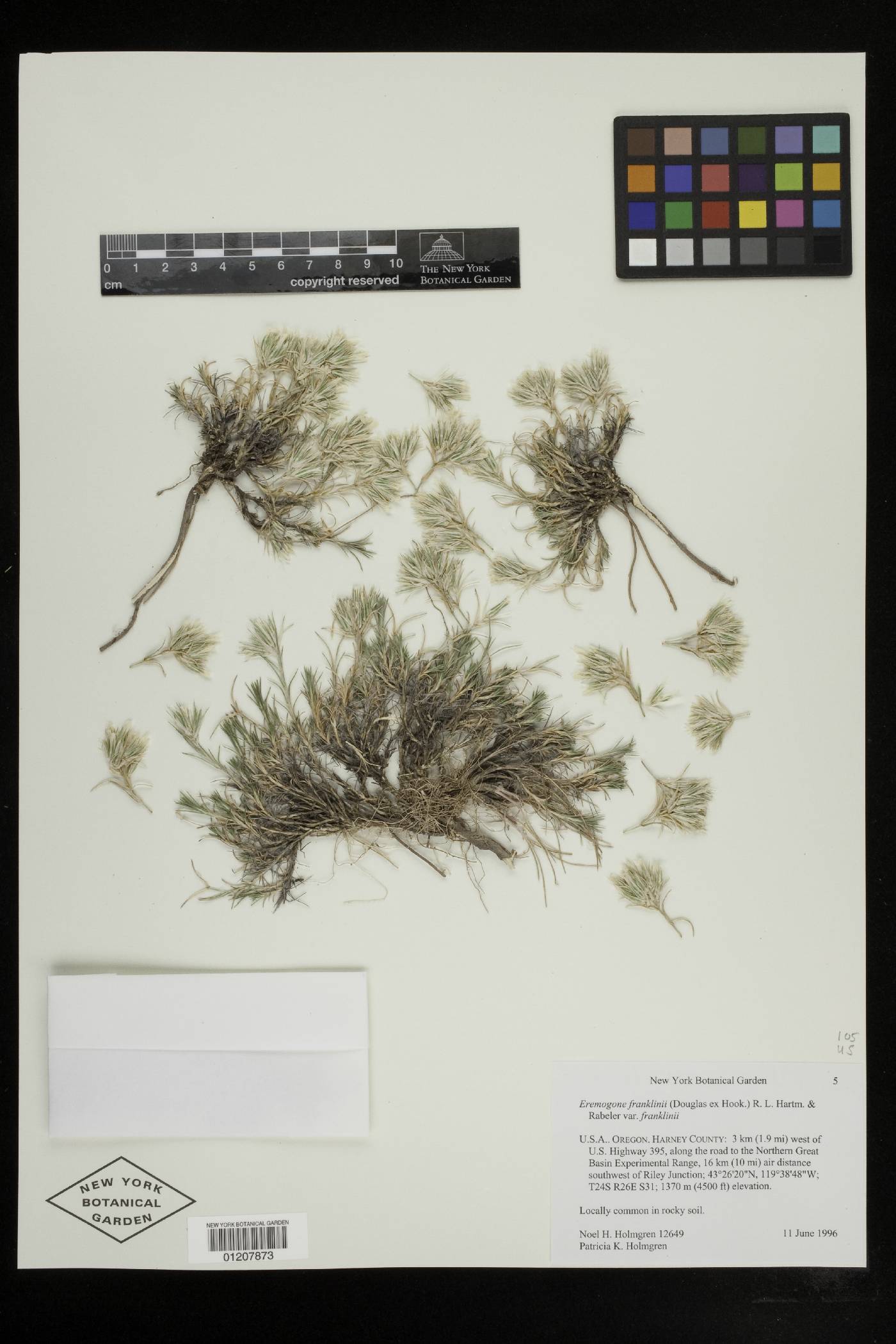 Eremogone franklinii var. franklinii image