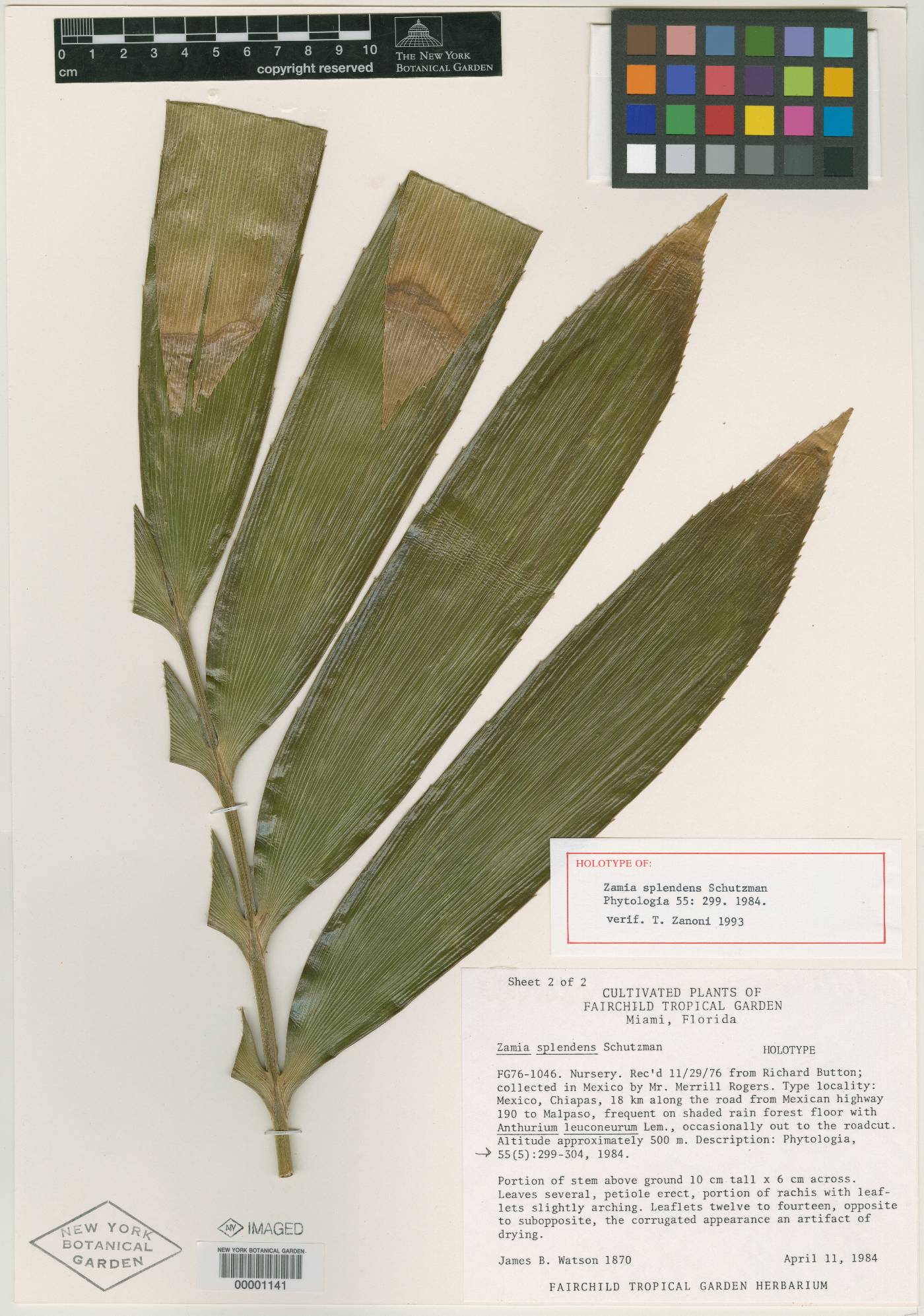 Zamia verschaffeltii image