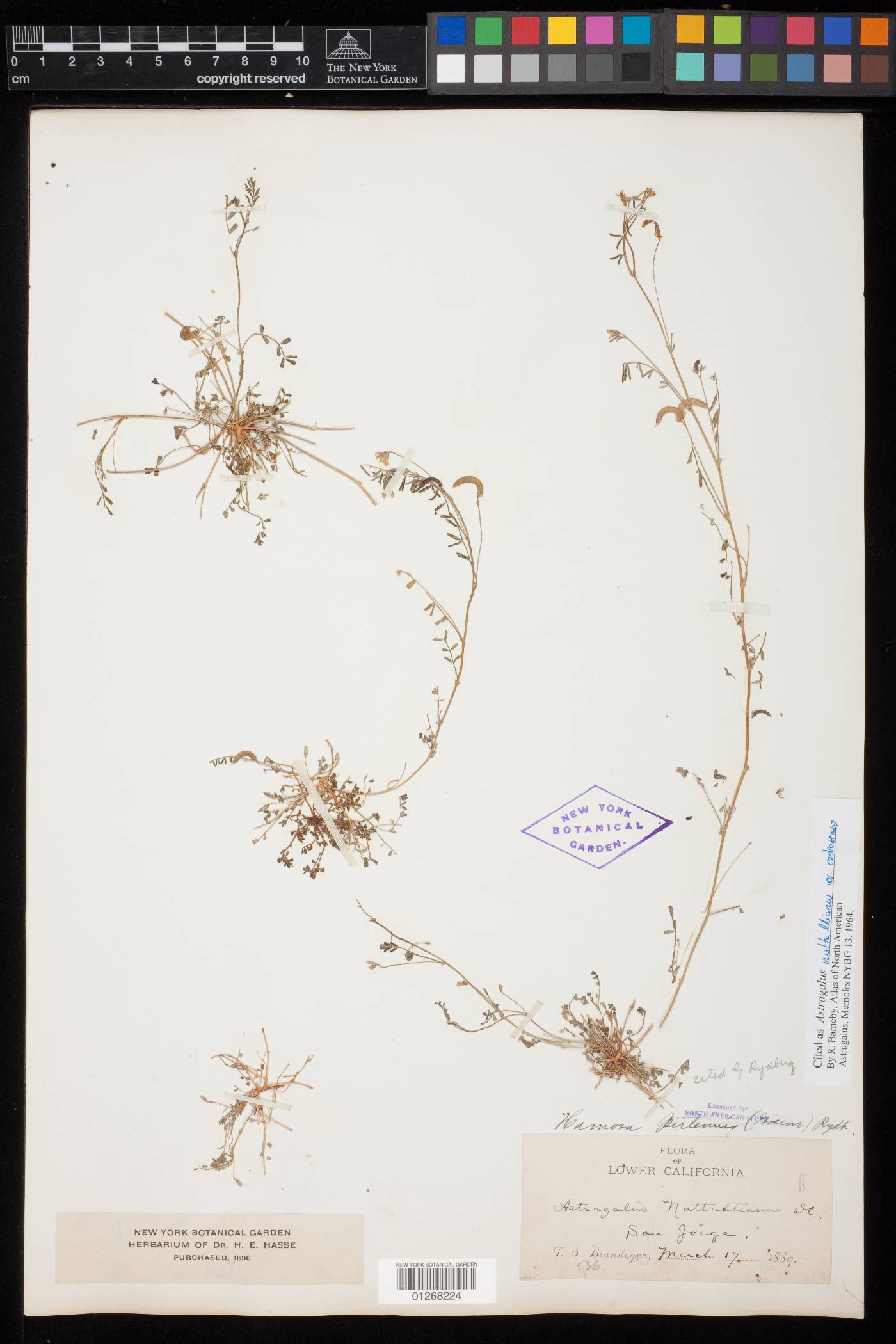 Astragalus nuttallianus var. cedrosensis image
