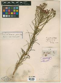 Vernonia lettermannii image