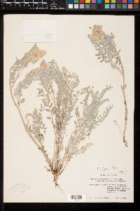 Astragalus tyghensis image