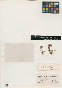 Chrysosplenium beringianum image