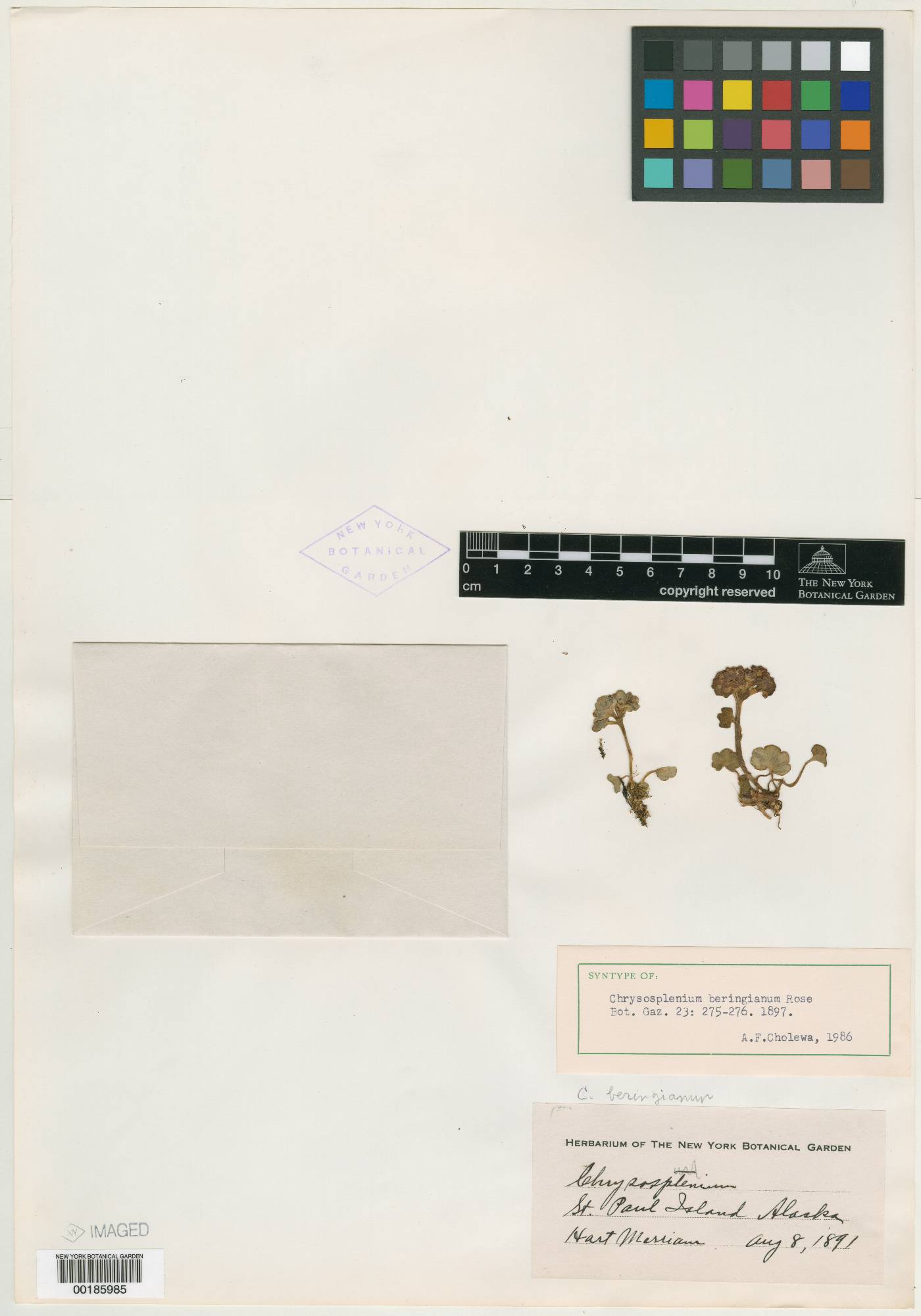 Chrysosplenium beringianum image