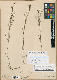 Dianthera crassifolia image