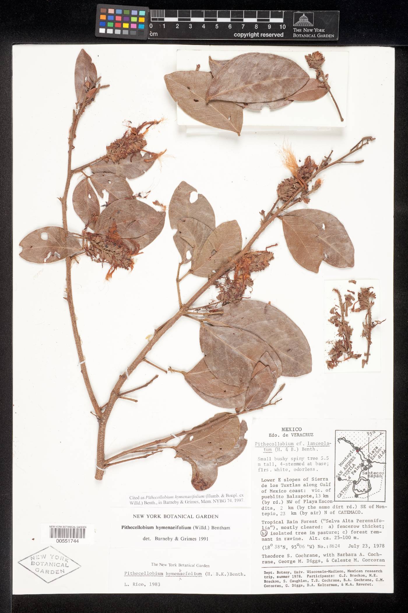 Pithecellobium hymenaeifolium image