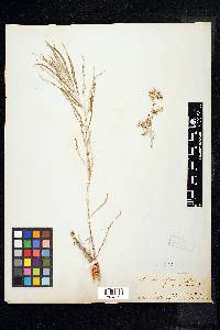 Artemisia longifolia image