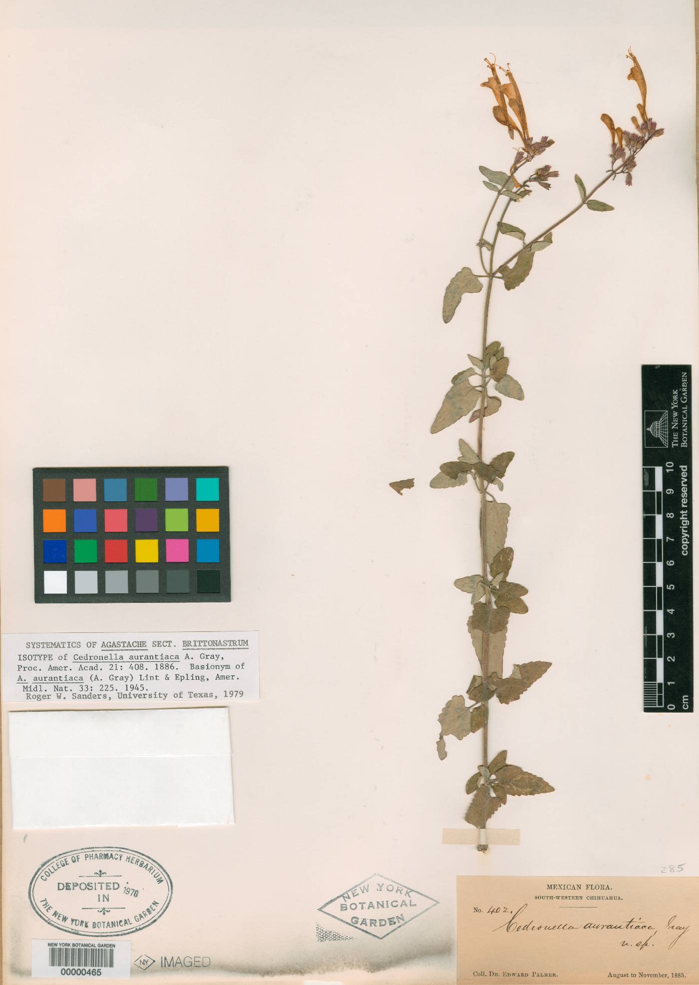 Cedronella aurantiaca image