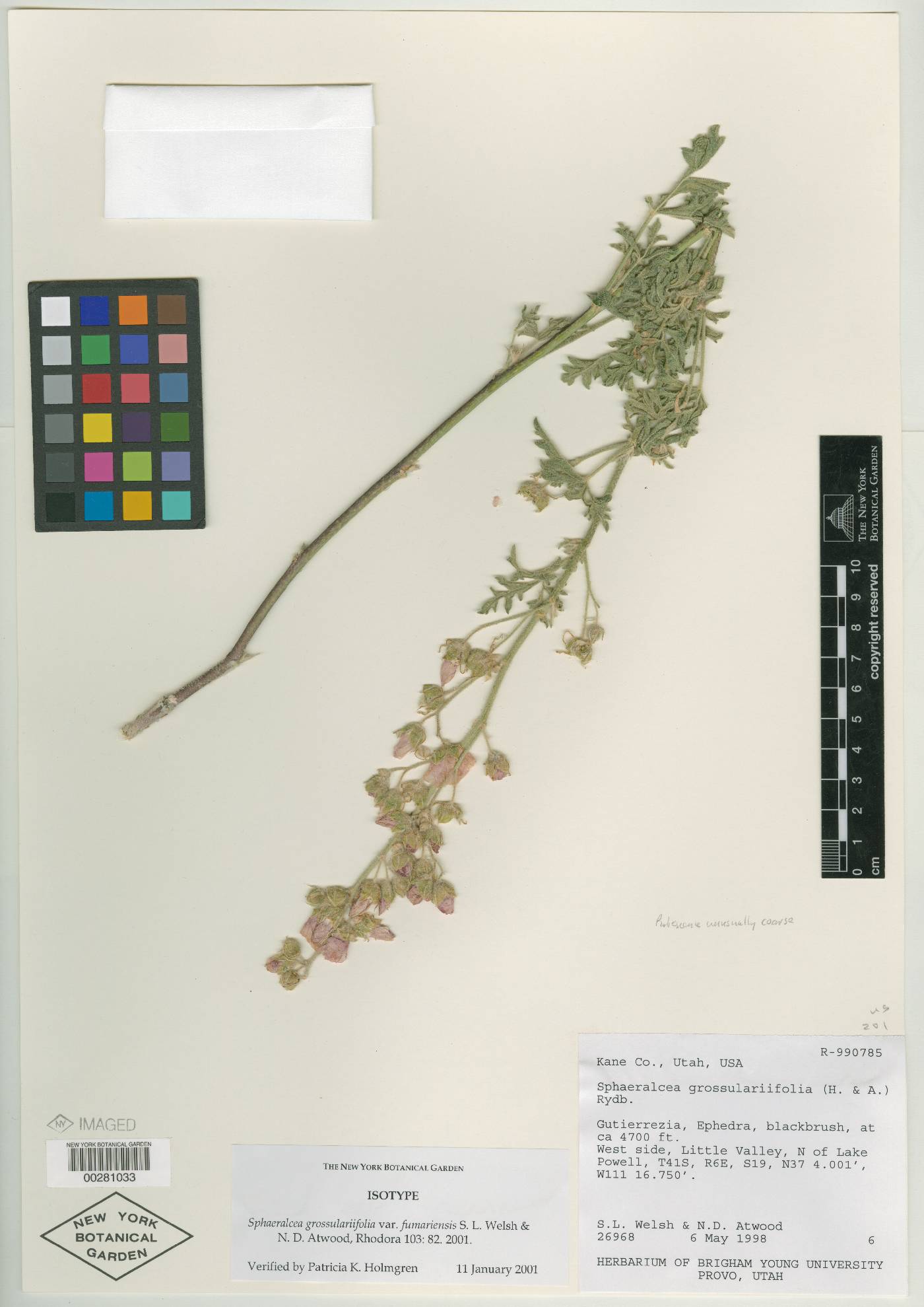 Sphaeralcea grossulariifolia subsp. grossulariifolia image