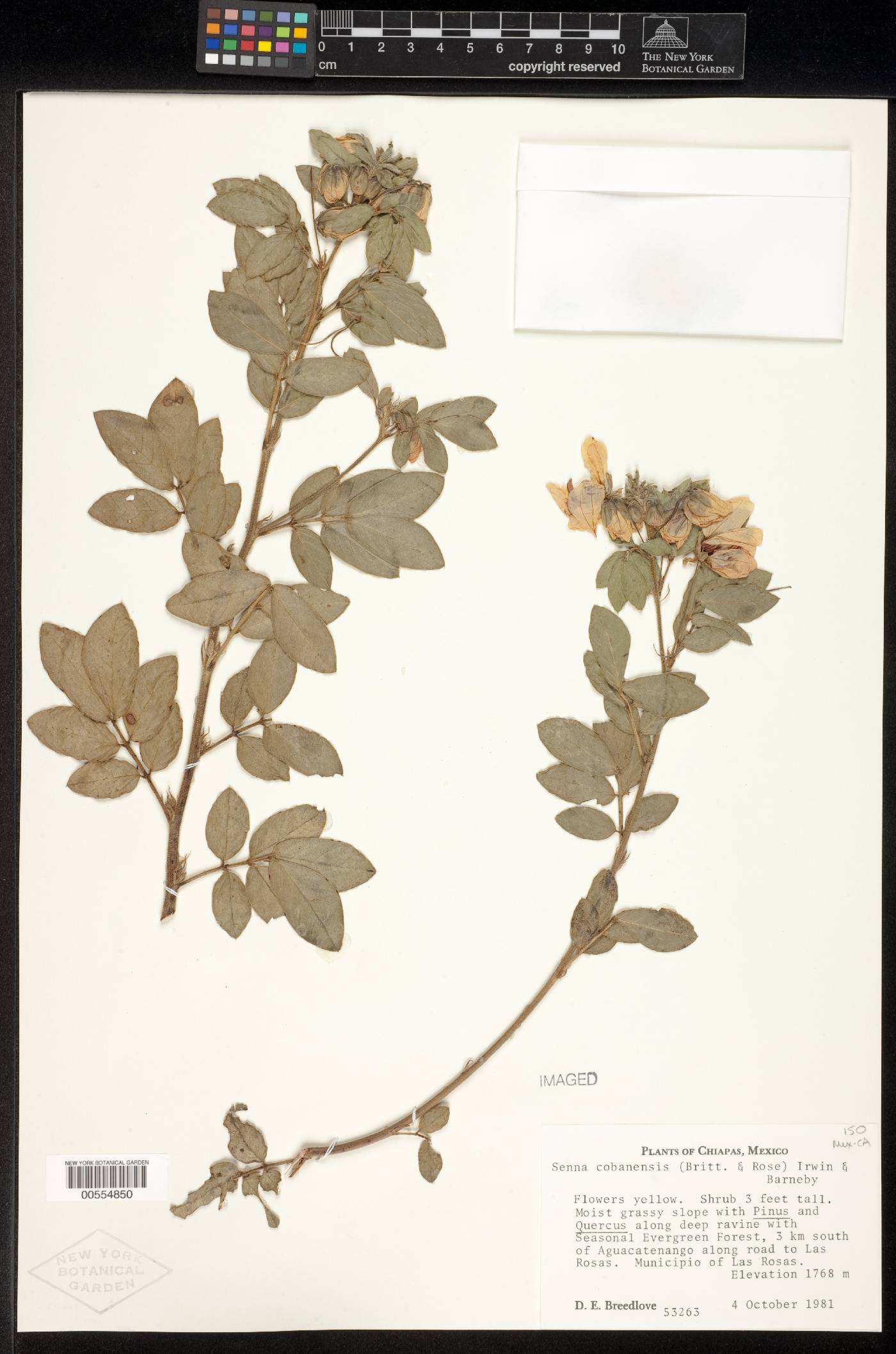 Senna cobanensis image