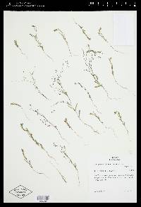 Gayophytum diffusum image