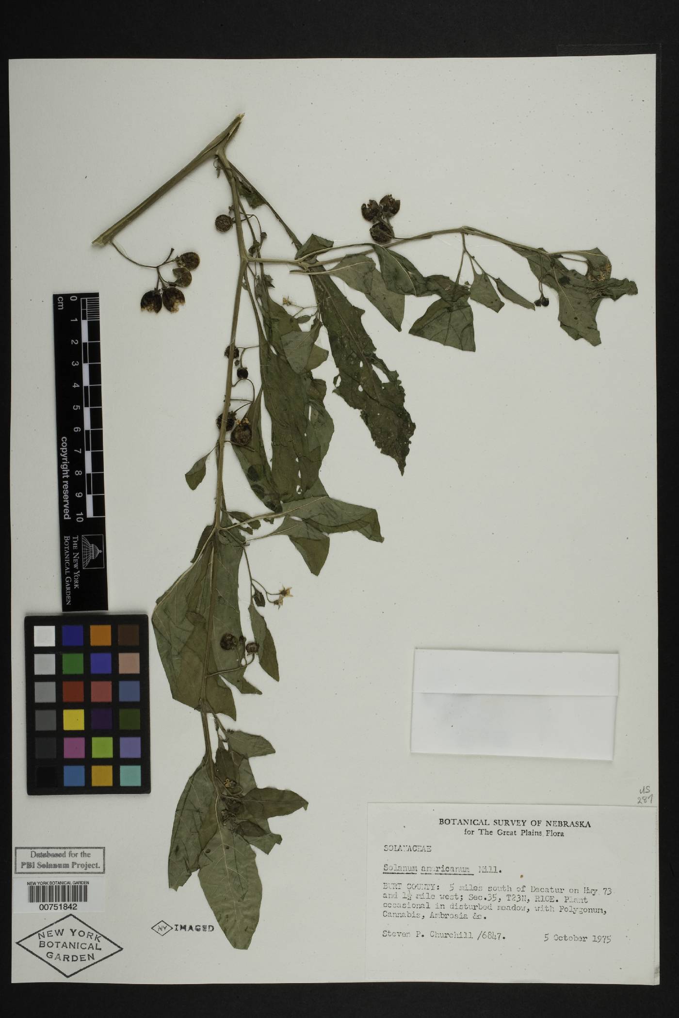 Solanum emulans image