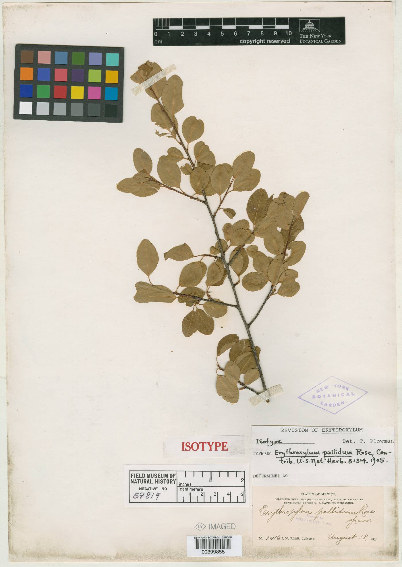 Erythroxylum rotundifolium image