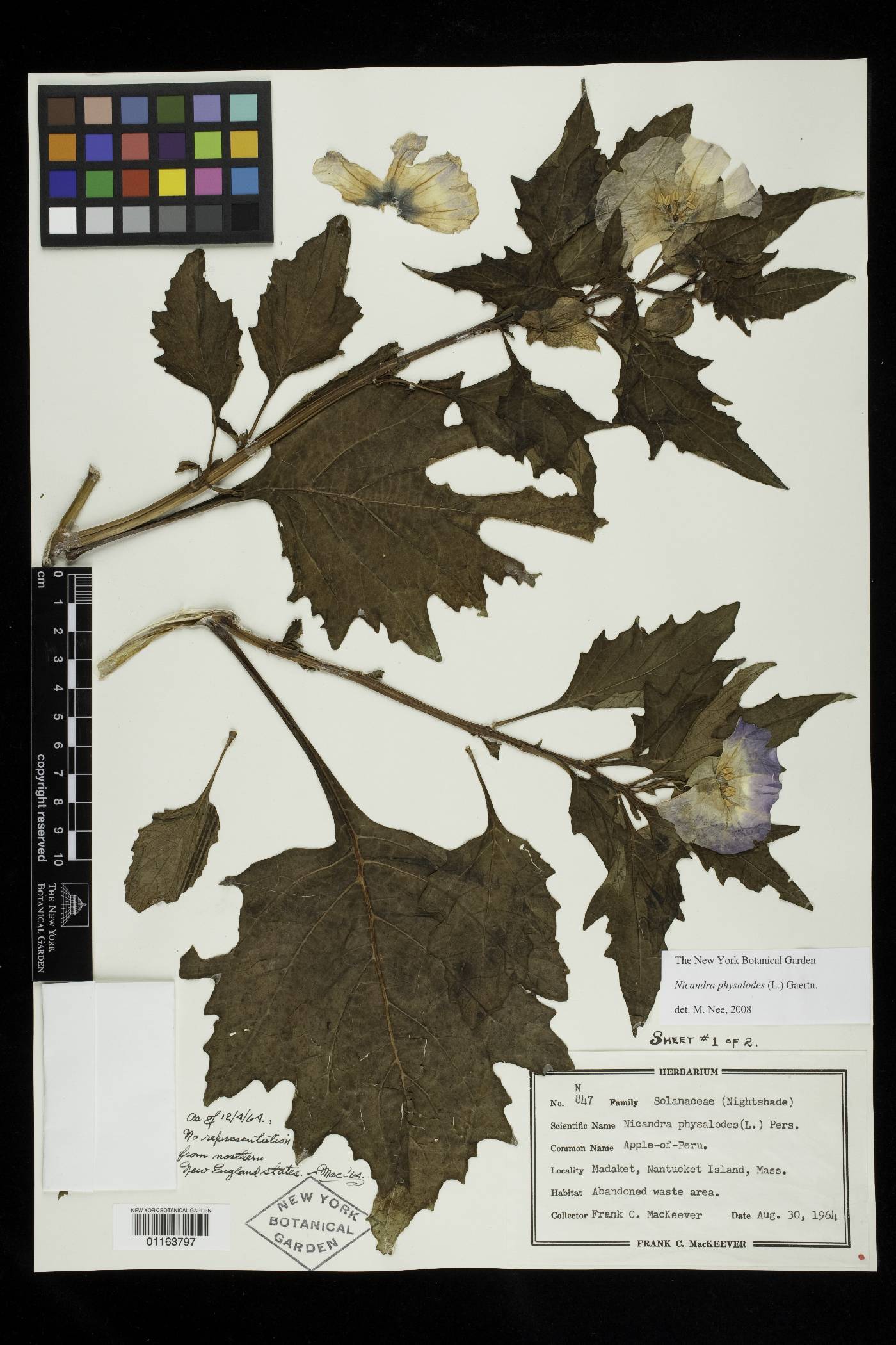 Nicandra physalodes image