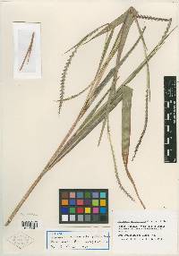 Tripsacum manisuroides image