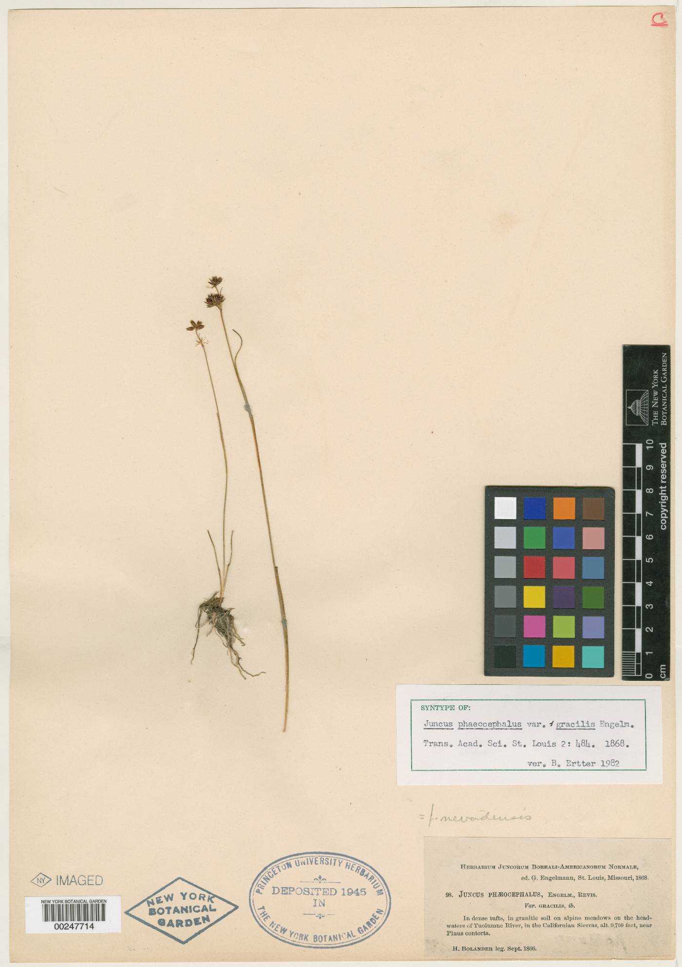 Juncus phaeocephalus var. gracilis image