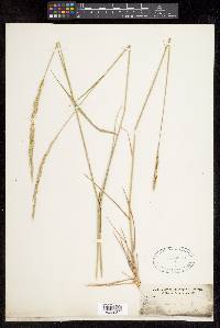 Elymus sibiricus image