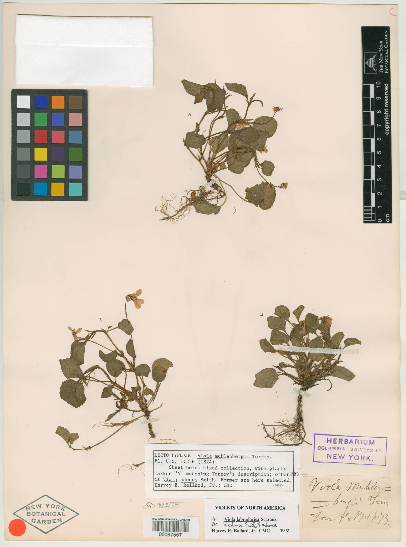 Viola canina var. muhlenbergii image