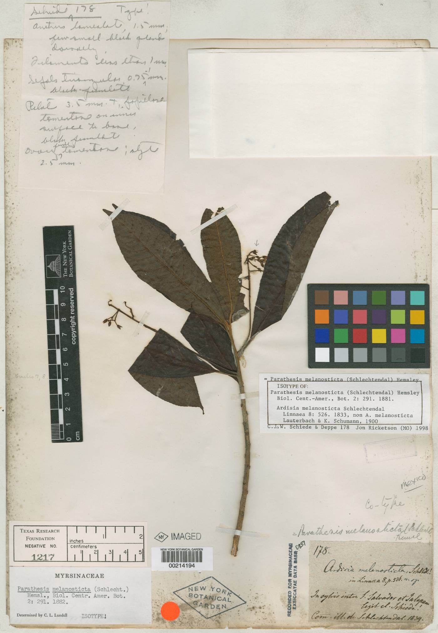 Ardisia lauterbachii image