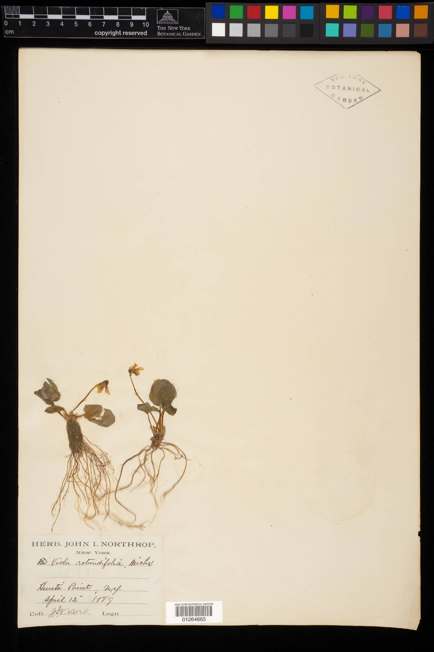 Viola rotundifolia image