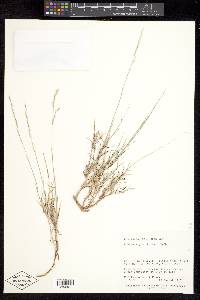 Muhlenbergia thurberi image