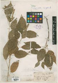 Acalypha schiedeana image