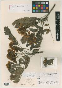 Senna racemosa var. coalcomanica image