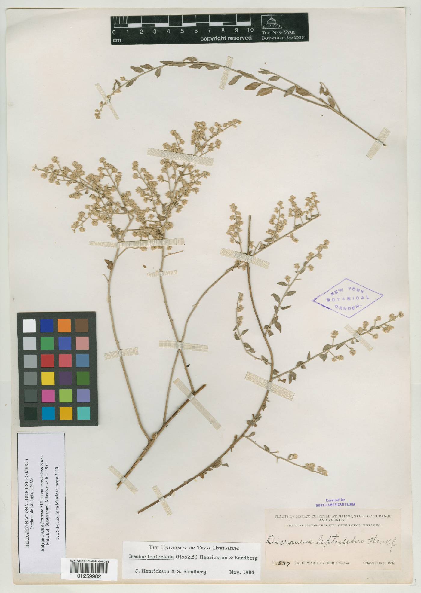 Iresine leptoclada image