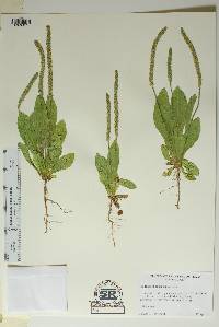 Plantago rhodosperma image