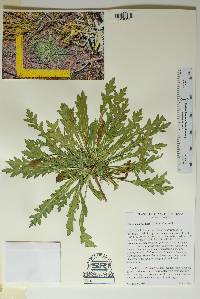 Image of Plateilema palmeri