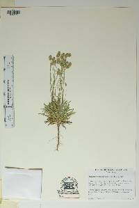 Plantago hookeriana image