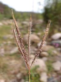 Dichanthium annulatum image