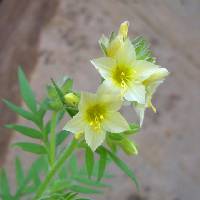 Image of Polemonium foliosissimum