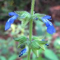 Image of Salvia subincisa