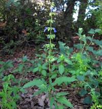 Salvia subincisa image