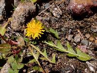 Taraxacum officinale image