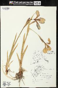 Iris setosa image