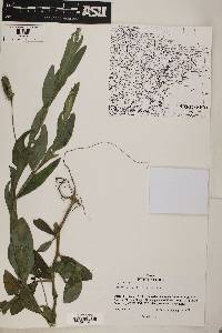 Crotalaria stipularia image