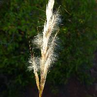 Image of Pappostipa speciosa