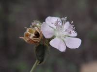 Bastardiastrum cinctum image