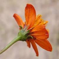 Bidens sambucifolia image